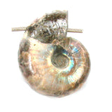 DVH Fossil Iridescent Ammonite Ammolite Focal Bead 42x34x22 (4416)