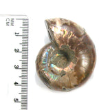 DVH Fossil Iridescent Ammonite Ammolite Focal Bead 42x34x22 (4416)
