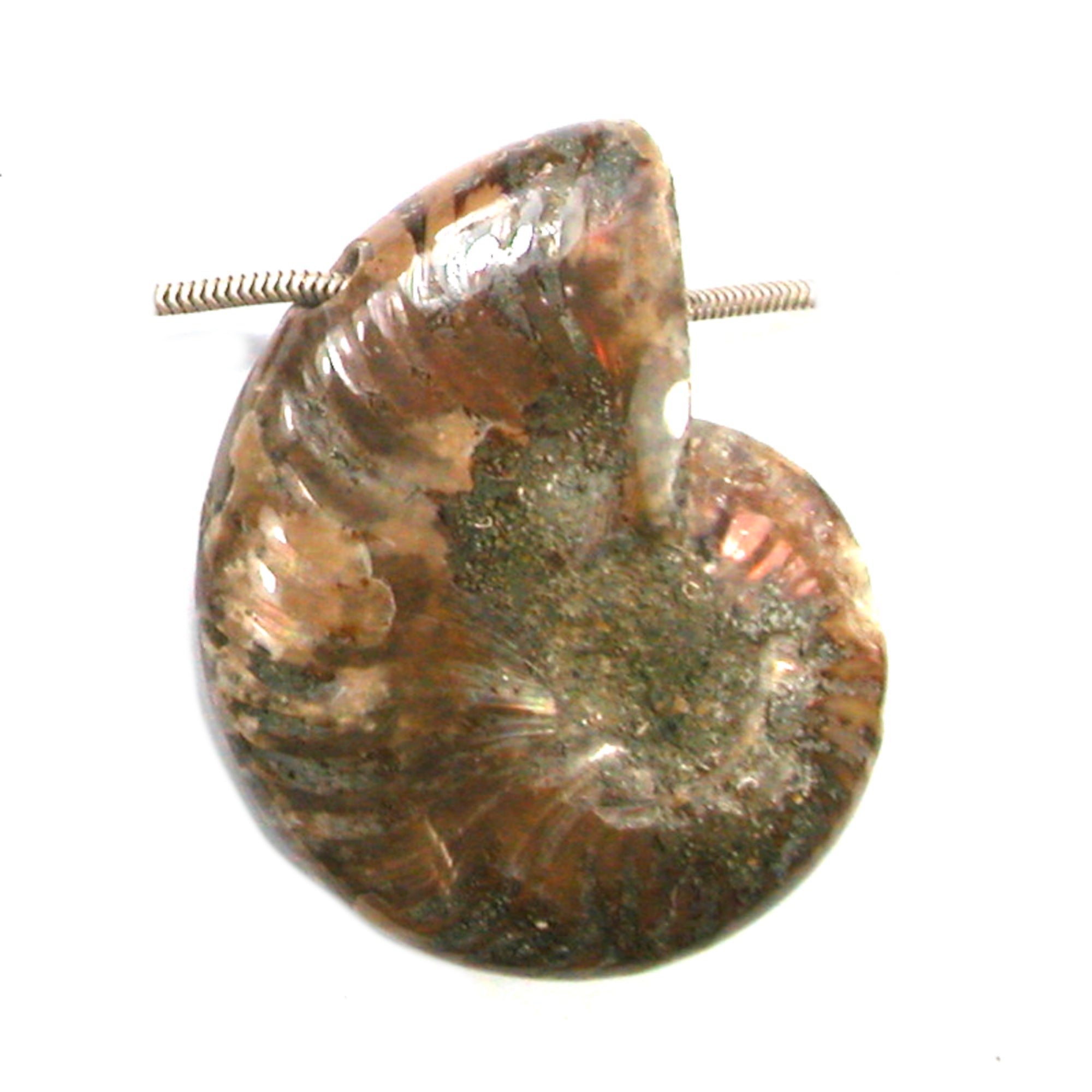DVH Fossil Iridescent Ammonite Ammolite Focal Bead 55x44x15 (4420) - DVHdesigns