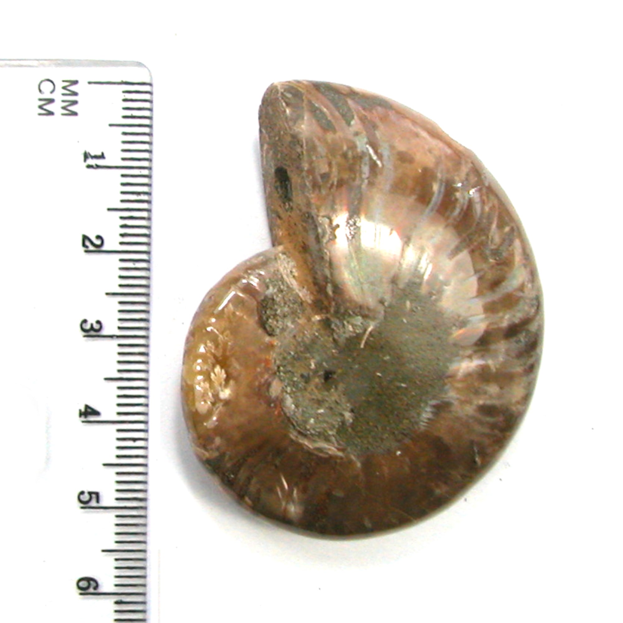 DVH Fossil Iridescent Ammonite Ammolite Focal Bead 55x44x15 (4420) - DVHdesigns