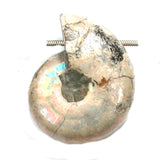 DVH Fossil Iridescent Ammonite Ammolite Focal Bead 45x38x21 (4455)