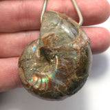 DVH Fossil Iridescent Ammonite Ammolite Focal Bead 50x40x25 (4518)