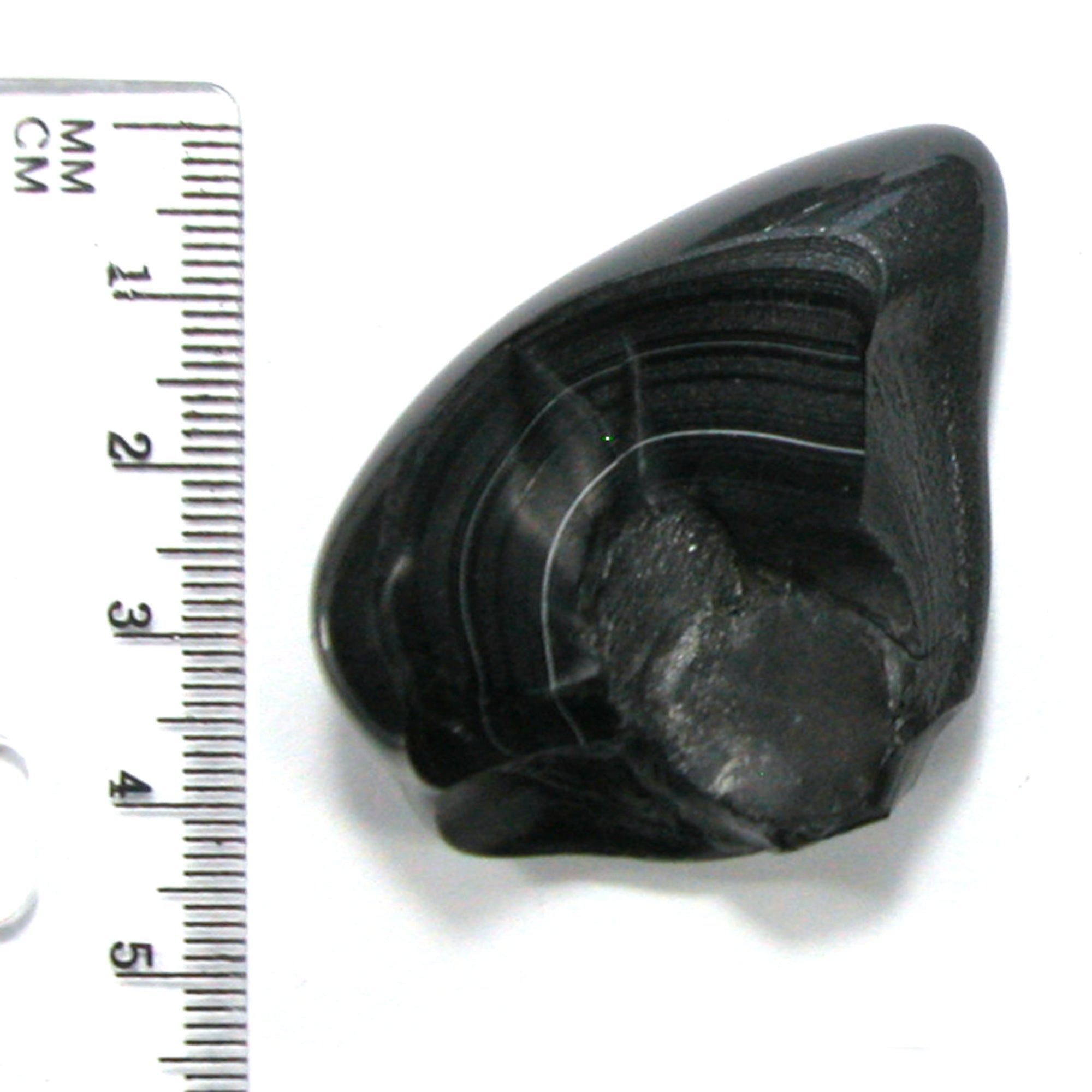 DVH Black Fordite Crown of Silver Sheen Polished Specimen Rough (4629) - DVHdesigns