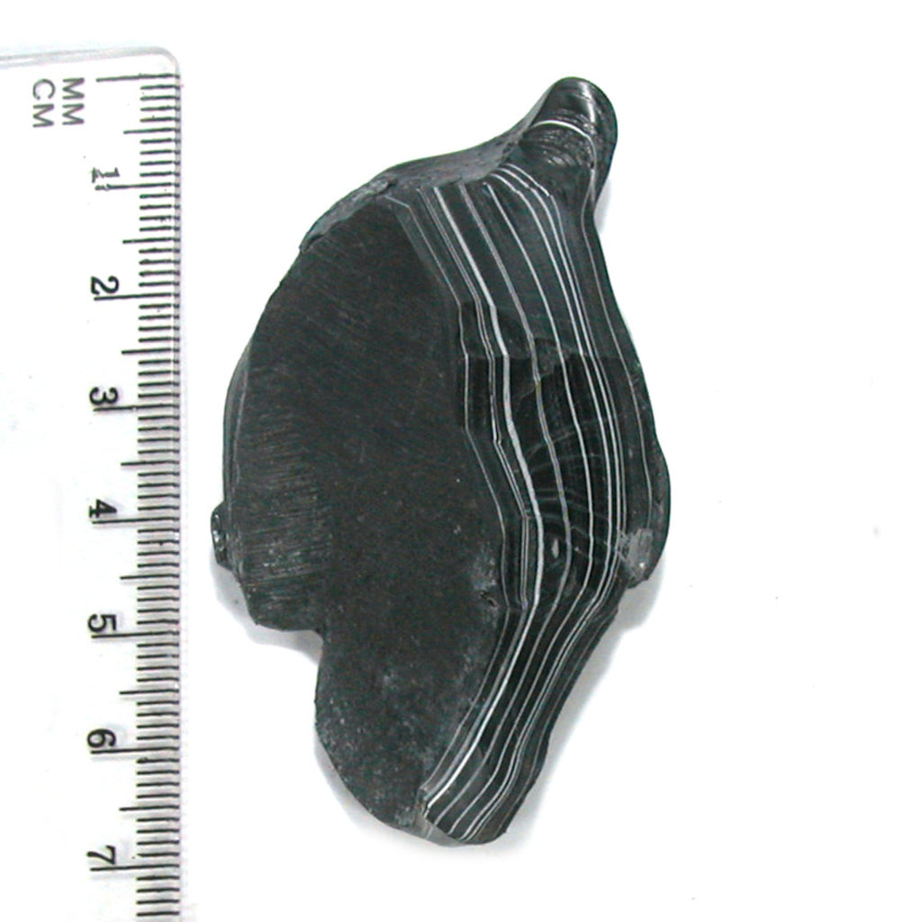 DVH Black Fordite Crown of Silver Sheen Polished Specimen Rough (4684) - DVHdesigns