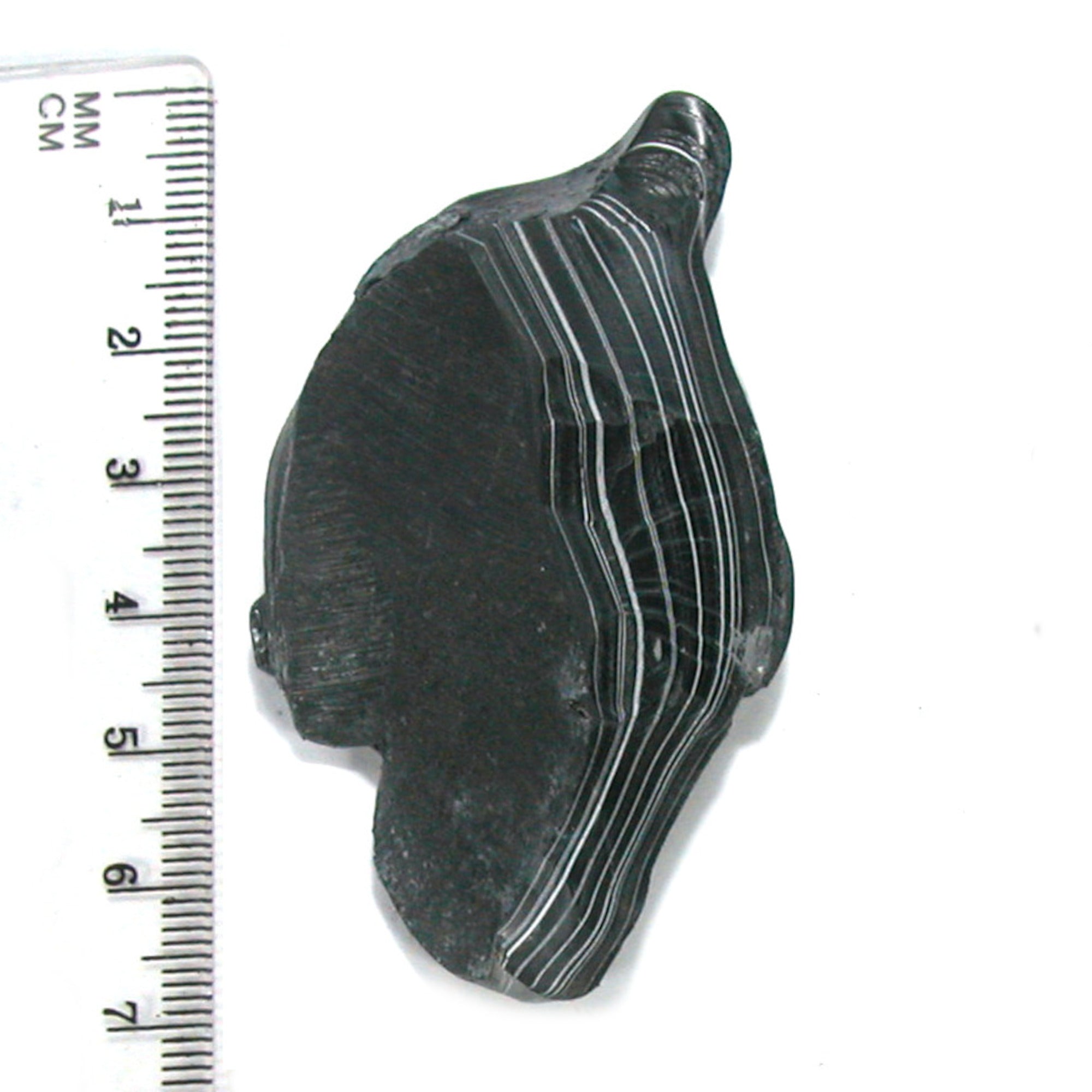 DVH Black Fordite Crown of Silver Sheen Polished Specimen Rough (4684) - DVHdesigns