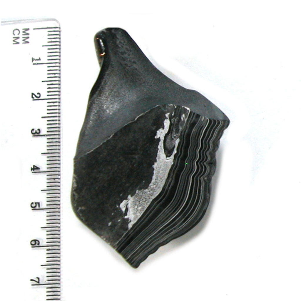 DVH Black Fordite Crown of Silver Sheen Polished Specimen Rough (4686) - DVHdesigns