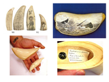 LECTURE RECORDING:  "Ivory:  Organic Gem from the Age of King Tusk"