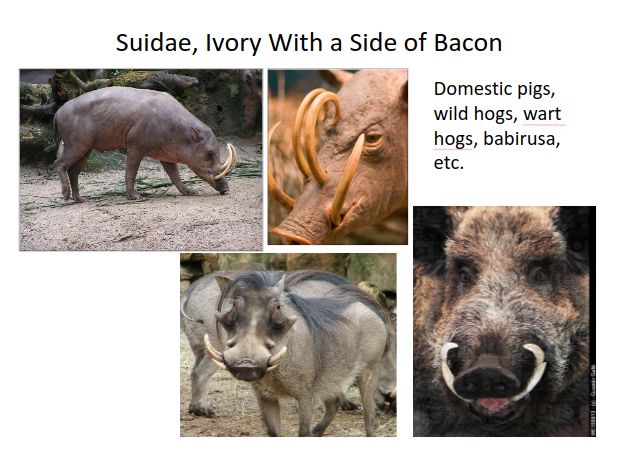 LECTURE RECORDING:  "Ivory:  Organic Gem from the Age of King Tusk" - DVHdesigns