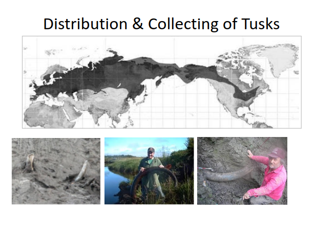 LECTURE RECORDING:  "Ivory:  Organic Gem from the Age of King Tusk" - DVHdesigns