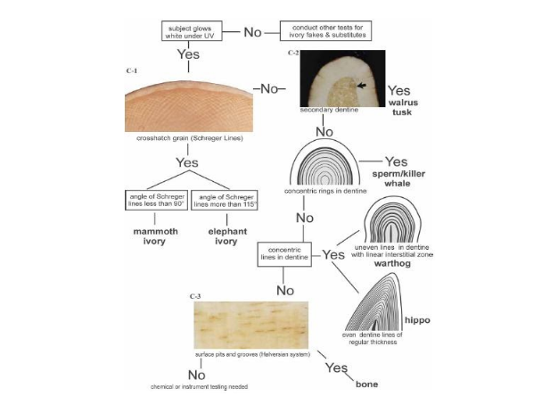 LECTURE RECORDING:  "Ivory:  Organic Gem from the Age of King Tusk" - DVHdesigns